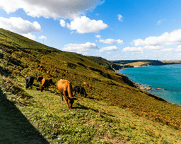 Devon Agriculture