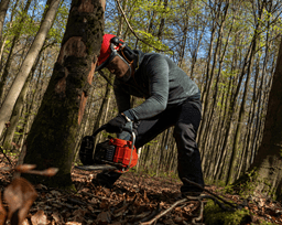 Felling a tree