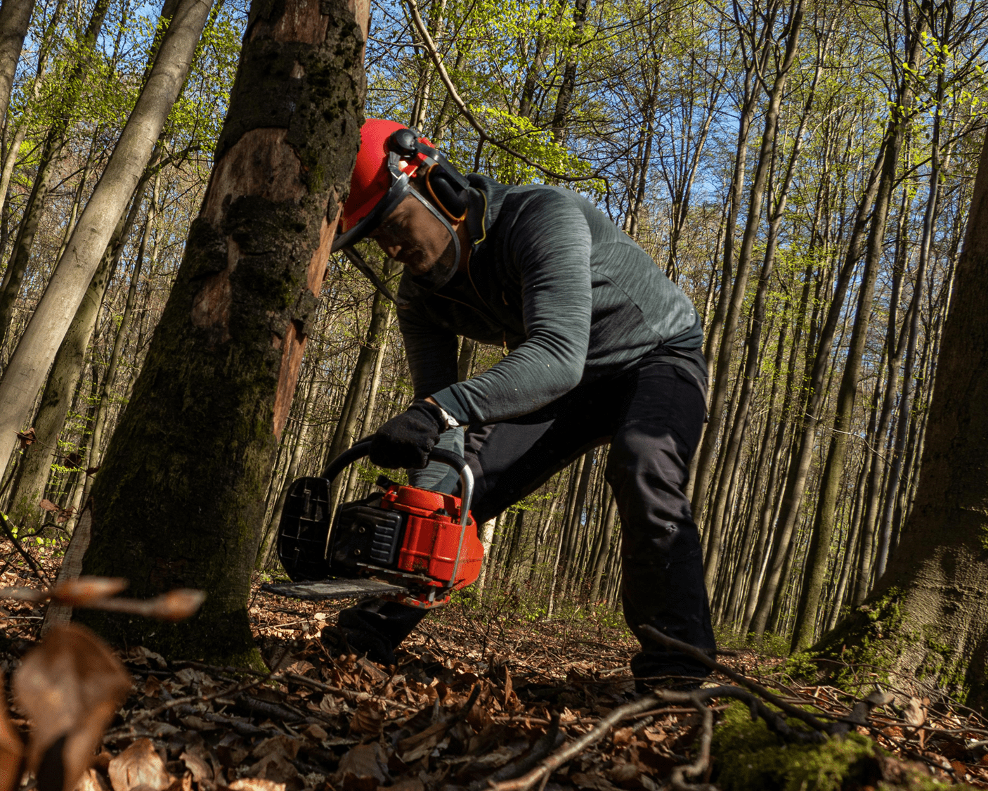 Felling a tree